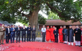 Xã Phù Đổng: Cây Quéo hơn 400 năm tuổi tại Miếu Tế Xuyên được công nhận Cây Di sản Việt Nam