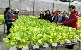 TỔ CHỨC THĂM QUAN MÔ HÌNH SẢN XUẤT NÔNG NGHIỆP CÔNG NGHỆ CAO, THÚC ĐẨY TIÊU DÙNG AN TOÀN