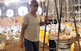 Thu nhập cao từ mô hình nuôi gà siêu trứng ở Đại Xuyên