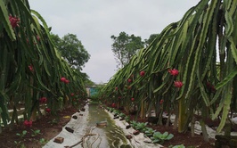 CHỊ NGUYỄN THỊ THẢO – TẤM GƯƠNG CHUYỂN ĐỔI SẢN XUẤT HIỆU QUẢ TỪ MÔ HÌNH TRỒNG THANH LONG ĐỎ Ở THÔN LỖ KHÊ