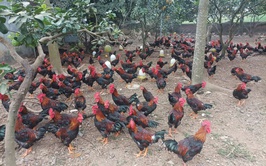 Hiệu quả từ nguồn vốn vay Ngân hàng chính sách xã hội do Đoàn Thanh niên quản lý