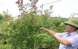 Người nông dân tiêu biểu làm giàu từ trồng hoa