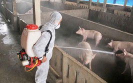 Triển khai một số giải pháp phòng, chống dịch bệnh động vật và xử lý xác động vật chết trên địa bàn phường Tùng Thiện

