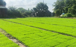 NÔNG DÂN XÃ THƯ LÂM TÍCH CỰC XUỐNG ĐỒNG GIEO CẤY VỤ MÙA