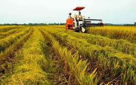 Hà Nội phê duyệt giá thóc vụ chiêm năm 2025 để thu thuế sử dụng đất nông nghiệp