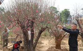 Hoa đào Phù Trì - Sản phẩm OCOP 4 sao