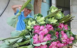 Người nông dân làm giàu từ trồng sen