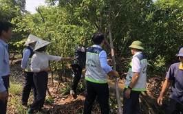 HƯỚNG DẪN PHỤC HỒI VƯỜN CÂY ĂN QUẢ SAU MƯA BÃO