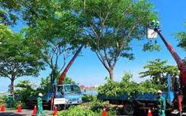 Xã Phúc Thọ chỉ đạo cắt tỉa cây xanh đảm bảo an toàn trong mùa mưa bão 2025