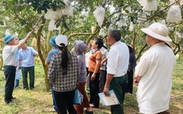 TẬP HUẤN KỸ THUẬT TRỒNG, CHĂM SÓC VÀ THÂM CANH CÂY BƯỞI
