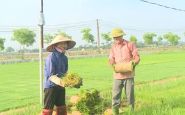 Nông dân Hát Môn khẩn trương gieo cấy vụ mùa