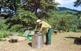 Bệnh binh Hoàng Công Tặng - quyết tâm phủ xanh vùng đồi gò