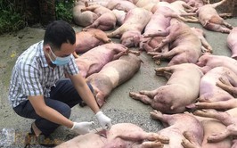 Chủ động phòng chống bệnh dịch tả lợn Châu Phi