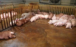 UBND xã Hoài Đức triển khai quyết liệt, đồng bộ các giải pháp phòng, chống bệnh Dịch tả lợn Châu Phi và xây dựng vùng an toàn Dịch bệnh Dại trên địa bàn xã.