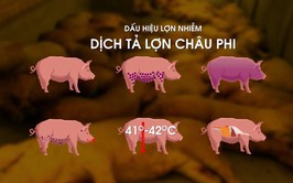 Phòng chống bệnh dịch tả lợn Châu Phi: Triệu chứng và các biện pháp phòng chống dịch bệnh
