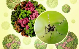 Chikungunya – Căn bệnh lây qua muỗi nguy hiểm không kém sốt xuất huyết, bạn đã biết cách phòng?
