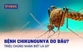 BỘ Y TẾ KHUYẾN CÁO CÁC BIỆN PHÁP PHÒNG, CHỐNG DỊCH BỆNH CHIKUNGUNYA