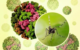 Khuyến cáo phòng chống bệnh Chikungunya