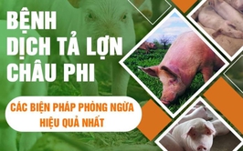 BÀI TUYÊN TRUYỀN PHÒNG, CHỐNG BỆNH DỊCH TẢ LỢN CHÂU PHI