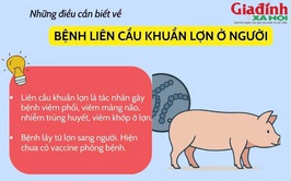 Tăng cường phòng, chống bệnh liên cầu lợn trên người