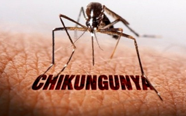 Khuyến cáo phòng, chống bệnh Chikungunya