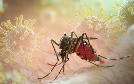 Triển khai các giải pháp tăng cường phòng chống bệnh Chikungunya