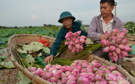 Xã Quang Minh gỡ khó phát triển kinh tế tập thể, hợp tác xã