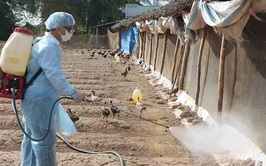 Chủ động kiểm soát, tiêu diệt mầm bệnh, ngăn ngừa phát sinh dịch bệnh gia súc, gia cầm mùa mưa lũ