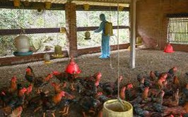 UBND xã Phú Nghĩa triển khai Kế hoạch phòng, chống dịch bệnh gia súc, gia cầm, thủy sản trên địa bàn xã 6 tháng cuối năm 2025