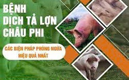 Phường Long Biên: Tăng cường biện pháp phòng, chống dịch tả lợn Châu Phi