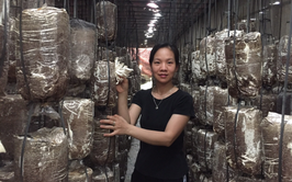 Bài viết gương “Người tốt việc tốt”
VƯƠN LÊN LÀM GIÀU TỪ ĐAM MÊ TRỒNG NẤM SẠCH