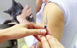 Gần 26.000 người phơi nhiễm với bệnh dại được điều trị dự phòng đầy đủ