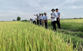 Xã Hoà Phú chỉ đạo việc thăm đồng đánh giá năng suất cây trồng vụ Mùa 2025 và chỉ đạo sản xuất vụ Đông 2025 - 2026
