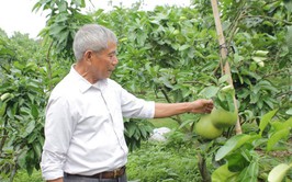 “Lão nông chi điền” biến vùng đất hoang thành vựa bưởi Diễn hữu cơ cho hiệu quả kinh tế cao
