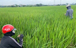 Chương Mỹ chủ động phòng trừ sâu bệnh hại lúa Mùa