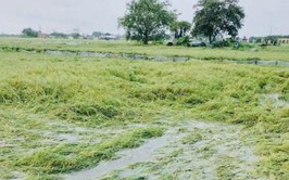 Cập nhật tình hình ứng phó với cơn bão số 10 trên địa bàn xã Phúc Thọ