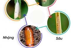 Chủ động phòng trừ sâu đục thân bướm hai chấm hại lúa
