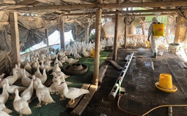 CHỦ ĐỘNG PHÒNG CHỐNG RÉT VÀ DỊCH BỆNH CHO ĐÀN GIA SÚC, GIA CẦM MÙA ĐÔNG XUÂN.