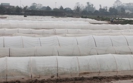 Xã Ứng Hoà chủ động chuẩn bị sản xuất vụ Xuân 2026.