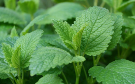 Đẩy mạnh phát triển nền y học cổ truyền Việt Nam trong giai đoạn mới