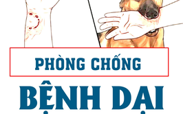 Gia Lâm tăng cường phòng, chống bệnh Dại trên người năm 2026