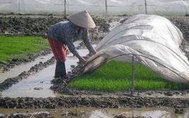 Đoài Phương: Không gieo mạ hoặc cấy vào những ngày rét đậm