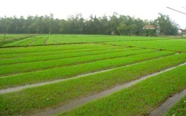 HƯỚNG DẪN KỸ THUẬT NGÂM Ủ, GIEO MẠ VÀ CHĂM SÓC MẠ VỤ XUÂN NĂM 2026