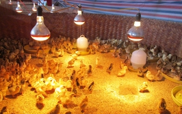 Trung tâm dịch vụ tổng hợp xã Chương Dương hướng dẫn các biện pháp phòng, chống đói, rét cho đàn gia súc, gia cầm, thủy sản