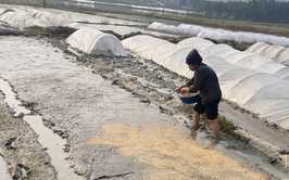 Hướng dẫn gieo mạ, chăm sóc mạ xuân năm 2026
