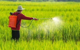 Hướng dẫn sử dụng thuốc bảo vệ thực vật và phân bón trong sản xuất rau, quả an toàn
