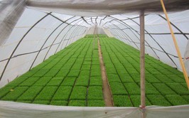 Hướng dẫn ngâm ủ giống và chăm sóc mạ lúa vụ Xuân 2026