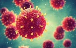 THÔNG TIN VỀ DỊCH BỆNH DO VI RÚT NIPAH VÀ KHUYẾN CÁO PHÒNG CHỐNG TẠI VIỆT NAM