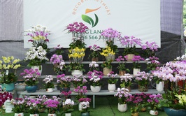 Lan Hồ Điệp Duyên Yết - sắc xuân từ nông nghiệp 
công nghệ cao Phú Xuyên
