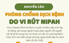 Hướng dẫn phòng, chống bệnh do virus Nipah